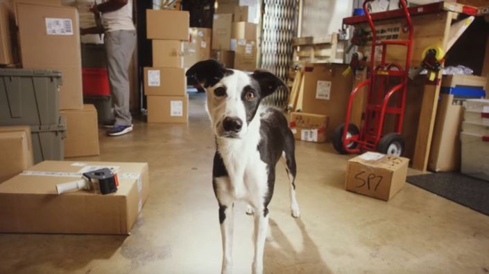 AT&amp;T - Cyber Security Dog